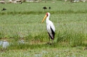 Manyara painted stork05