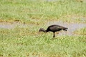 Manyara sort ibis