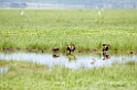 Manyara tree-ducks
