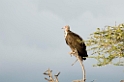 Ndutu Hooded Vulture05