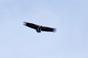 Ndutu Lappet-faced  Vulture06