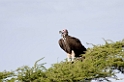 Ndutu Lappet-faced Vulture00