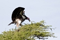 Ndutu Lappet-faced Vulture01
