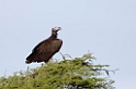 Ndutu Lappet-faced Vulture02