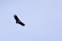 Ndutu Lappet-faced Vulture05