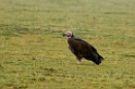 Ndutu Lappet-faed Vulture09