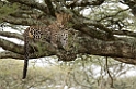 Ndutu Leopard01