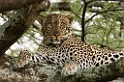 Ndutu Leopard03