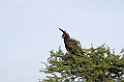 Ndutu Long-crested Eagle