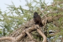 Ndutu Owambo Sparrowhawk00