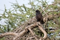 Ndutu Owambo Sparrowhawk01