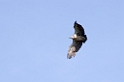 Ndutu Rüppells  Vulture02
