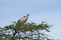 Ndutu Rüppells Vulture