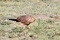 Ndutu Rufous Greater Kestrel00