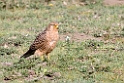 Ndutu Rufous Greater Kestrel01