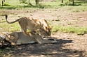 Ndutu løveflok01