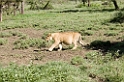 Ndutu løveflok03