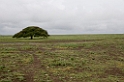 Ndutu landskab02