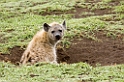 Ndutu spotted hyana00