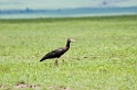 Ngorongoro Abdims stork00