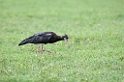 Ngorongoro Abdims stork01