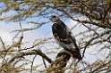 Ngorongoro Augur Buzzard