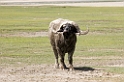 Ngorongoro Buffalo03