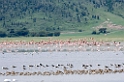 Ngorongoro Flamingo søen