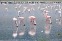 Ngorongoro Flamingo05