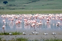Ngorongoro Flamingo06