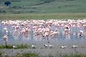Ngorongoro Flamingo07
