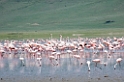 Ngorongoro Flamingo08