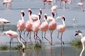 Ngorongoro Flamingo09