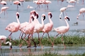 Ngorongoro Flamingo10