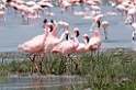 Ngorongoro Flamingo11