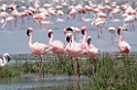 Ngorongoro Flamingo12