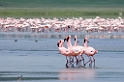 Ngorongoro Flamingo13