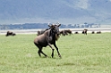 Ngorongoro Gnu02