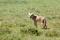 Ngorongoro Golden Jackal01