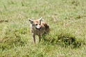 Ngorongoro Golden Jackal02