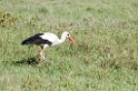 Ngorongoro Hvid Stork05