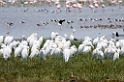 Ngorongoro Kohejre