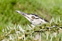 Ngorongoro Kori Bustrard04