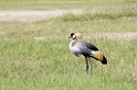 Ngorongoro Krontrane03