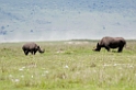 Ngorongoro Næsehorn med unge00