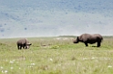 Ngorongoro Næsehorn med unge01