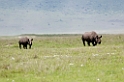 Ngorongoro Næsehorn med unge02