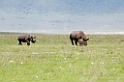 Ngorongoro Næsehorn med unge03