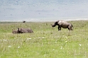 Ngorongoro Næsehorn med unge05