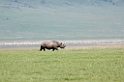 Ngorongoro Næsehorn00